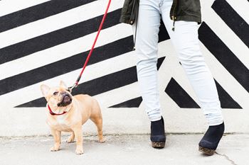 Pet friendly community